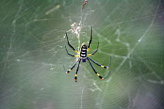 spiders gomo gomo IMG_5280.JPG
